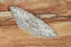 Cyclophora nanaria