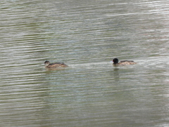 Heteronetta atricapilla