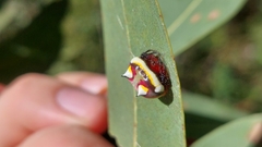 Poecilopachys australasia