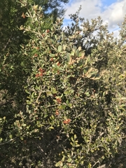 Grevillea diminuta