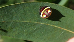 Poecilopachys australasia