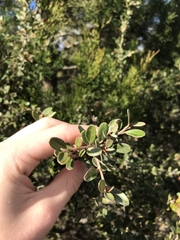Grevillea diminuta