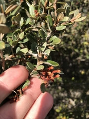 Grevillea diminuta