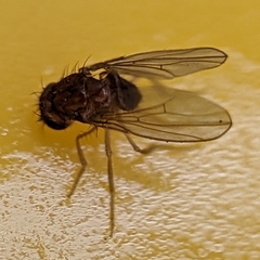 Drosophila
