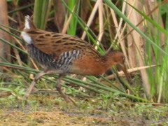Rallus elegans