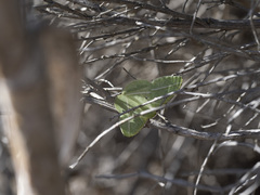 Dichorda illustraria