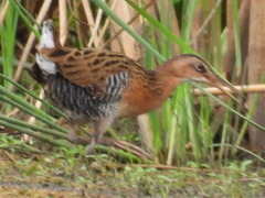 Rallus elegans