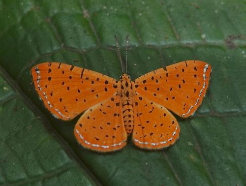Argyrogrammana sublimis
