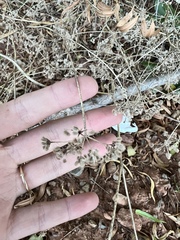 Torilis arvensis