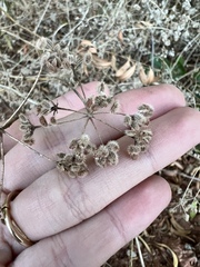 Torilis arvensis