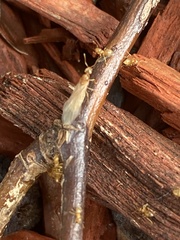 Brachymyrmex depilis