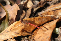 Sympetrum vicinum