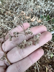 Torilis arvensis