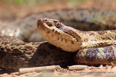 Crotalus triseriatus