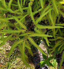 Gleichenella pectinata