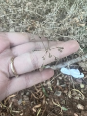 Torilis arvensis