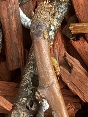 Brachymyrmex depilis