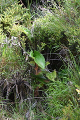 Senecio oerstedianus