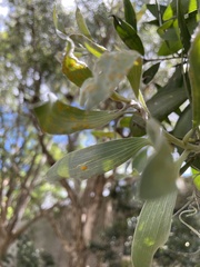 Austropuccinia psidii