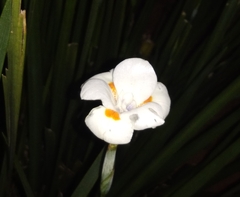 Dietes iridioides