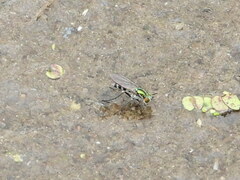 Plagioneurus univittatus