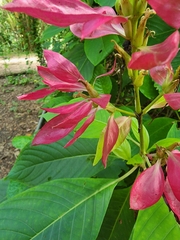 Megaskepasma erythrochlamys