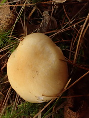 Hygrophorus flavodiscus
