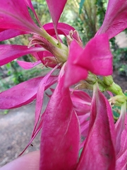 Megaskepasma erythrochlamys