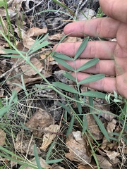 Lathyrus nevadensis