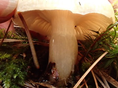 Hygrophorus flavodiscus