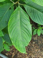 Megaskepasma erythrochlamys