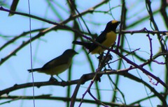 Euphonia affinis