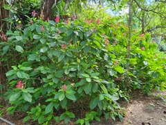 Megaskepasma erythrochlamys