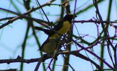 Euphonia affinis