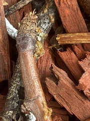 Brachymyrmex depilis