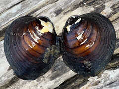 Reginaia ebenus