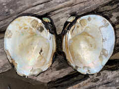 Reginaia ebenus