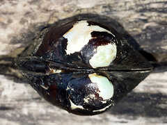 Reginaia ebenus