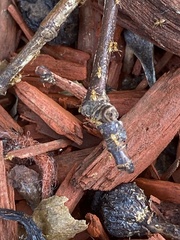 Brachymyrmex depilis