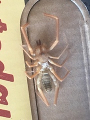 Eremobatinae