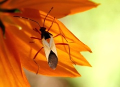Hypselonotus interruptus