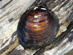 Reginaia ebenus