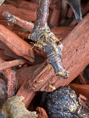 Brachymyrmex depilis