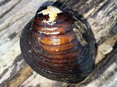 Reginaia ebenus