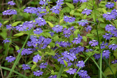 Dampiera hederacea