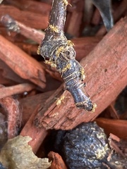 Brachymyrmex depilis