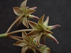 Asclepias stellifera