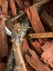 Brachymyrmex depilis