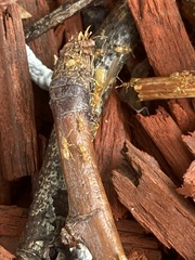 Brachymyrmex depilis