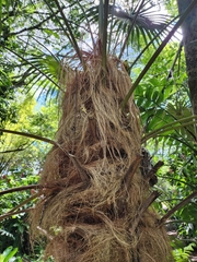 Coccothrinax crinita